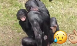 Macaco fazendo sexo